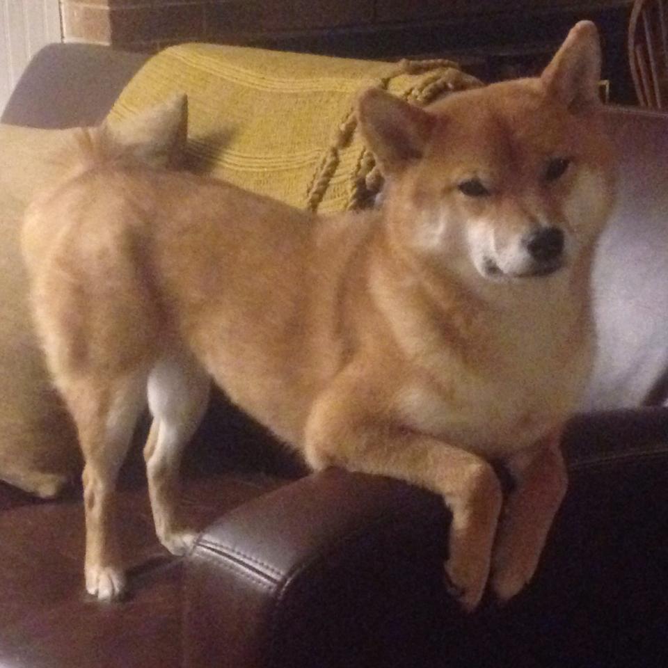 意大利足球俱乐部推出新赛季主场球衣设计,意大利足球俱乐部推出新赛季主场球衣设计图