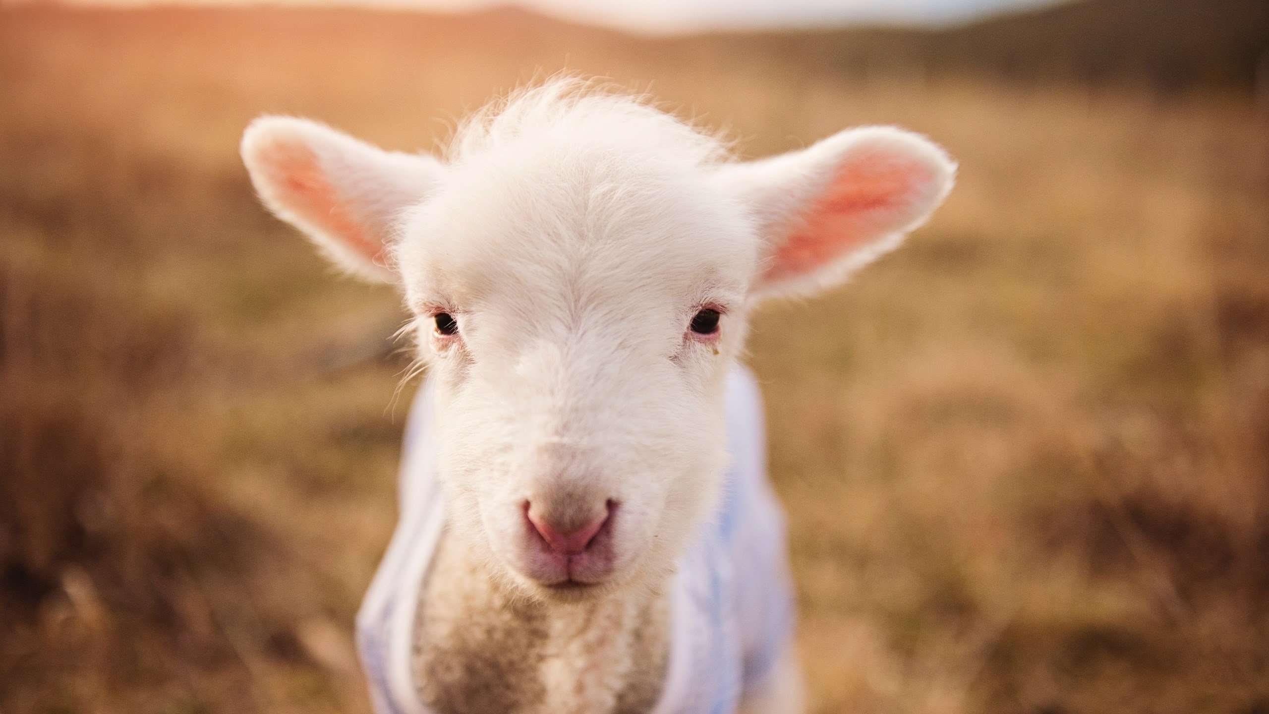 AYX SPORTS-纽卡斯尔联客场1-1战平伯恩茅斯，进攻端低迷，纽卡斯尔联vs伯恩利直播