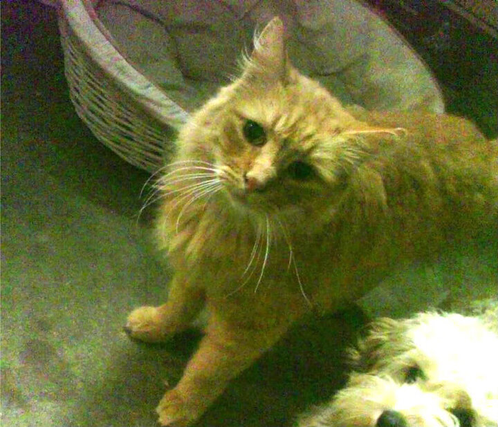 爱游戏体育app-美国女足在巴黎奥运会比赛中以2-0战胜新西兰，奥运会女足美国vs新西兰