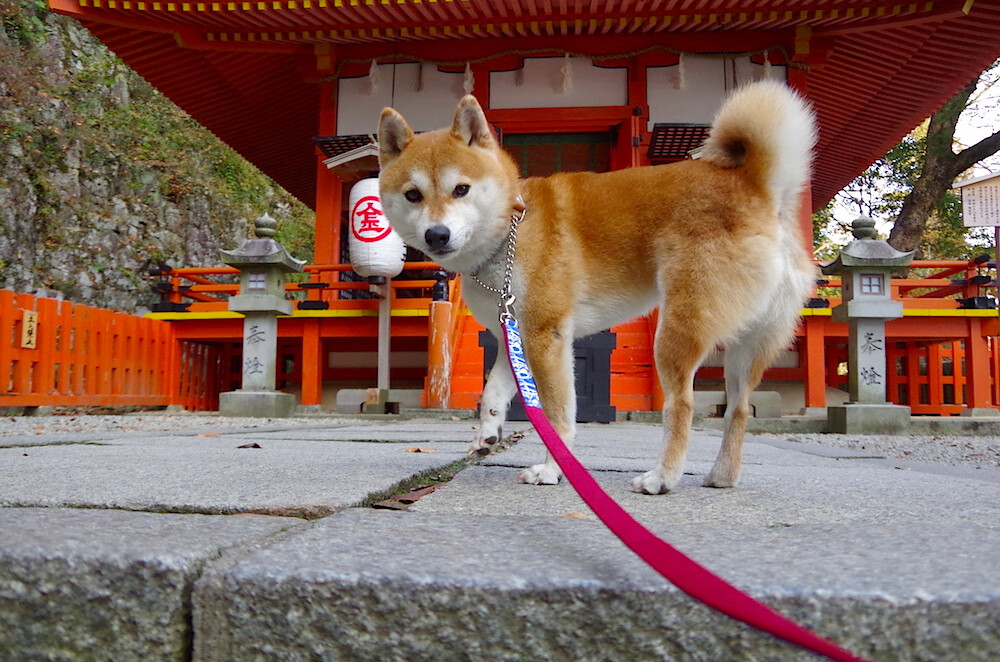 黄蜂新秀巴拉格突飞猛进延续火爆状态,黄蜂官宣裁掉巴图姆