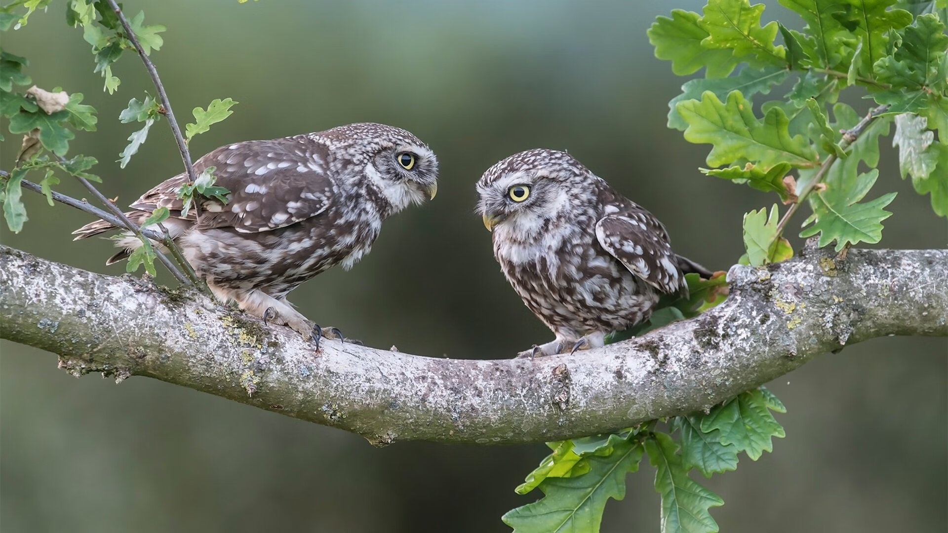 NBA球员训练疲劳监控与心率变化研究,nba运动员心率