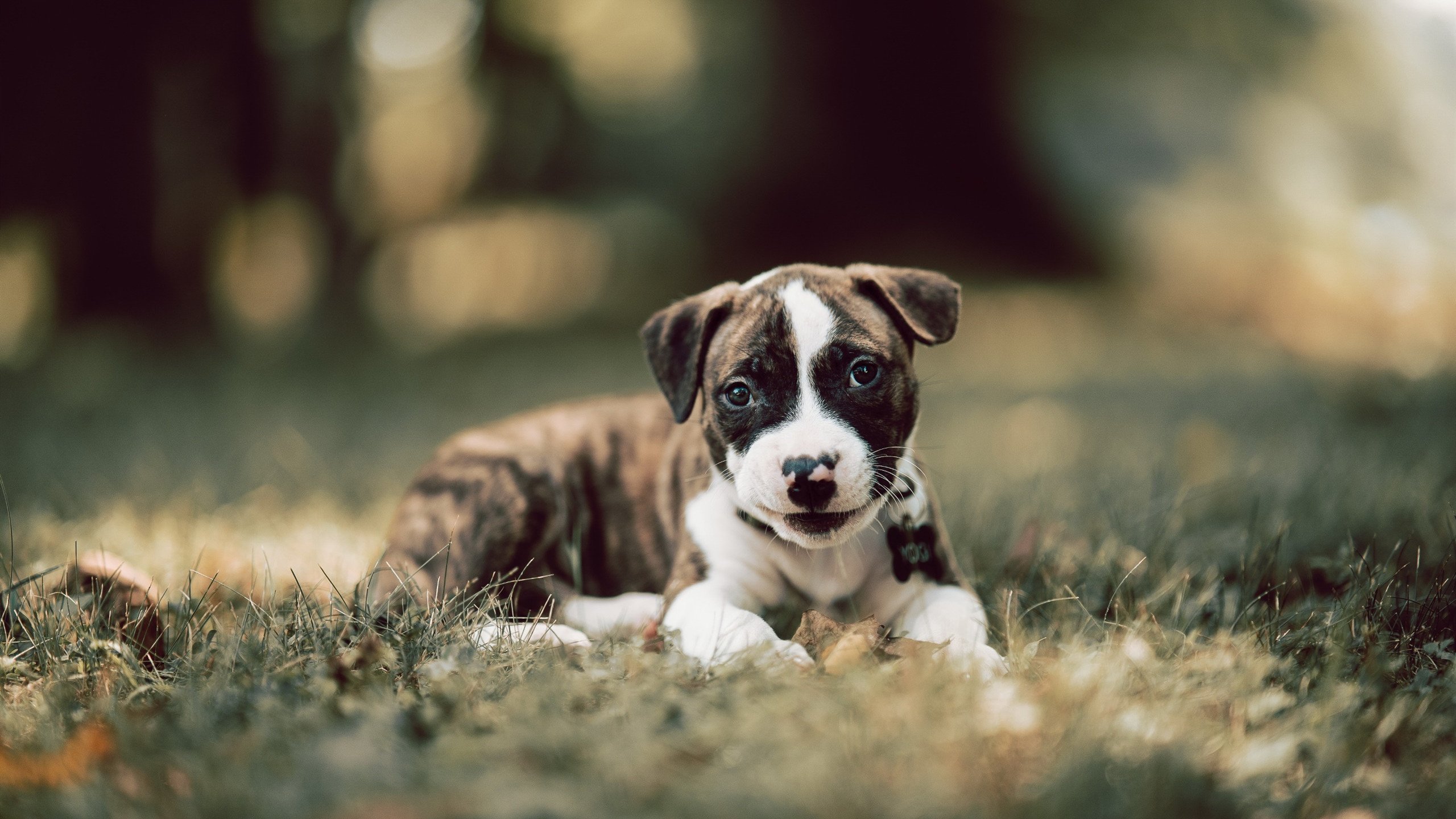 NBA球队替补阵容表现评估,nba替补球员排名