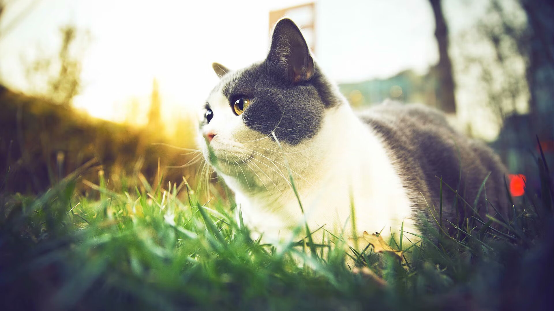 中国篮球青训教练员能力提升机制,青少年篮球教练员