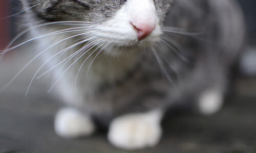 体育产业市场竞争策略,体育产业市场竞争策略研究