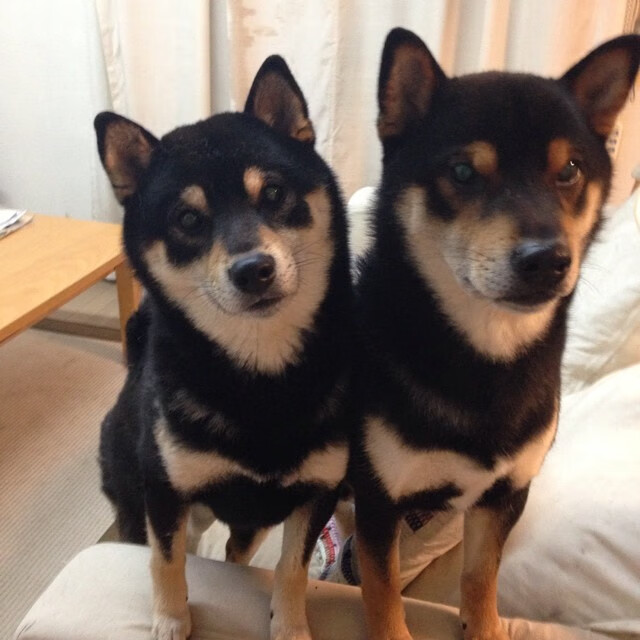 爱游戏-意甲球员受限空间下的传控效率与认知干预的实验研究