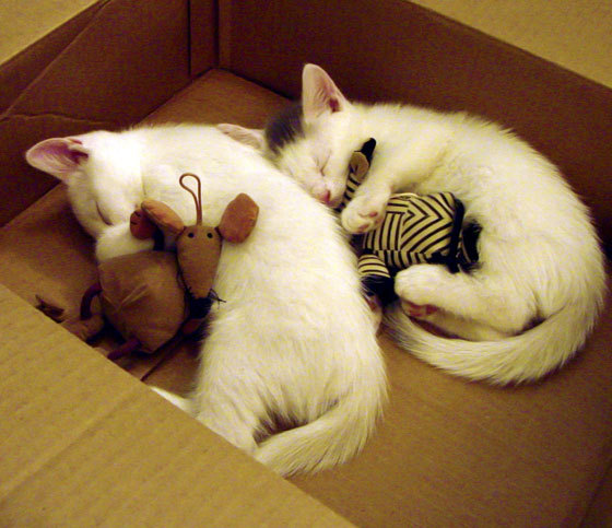 东亚杯中国足球晋级 球迷现场气氛热烈,东亚杯国足成绩