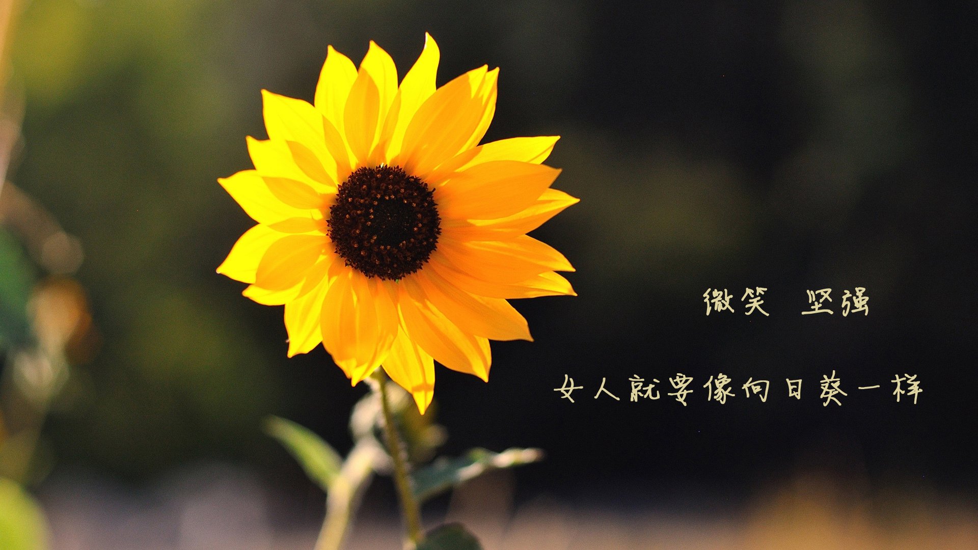 爱游戏电竞官网-中国足球复仇世界杯 精彩瞬间引热议，中国足球冲击世界杯各年总结