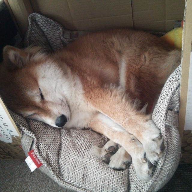 体育新闻中心支持体育短剧内容研发与推广,简短的体育新闻报道