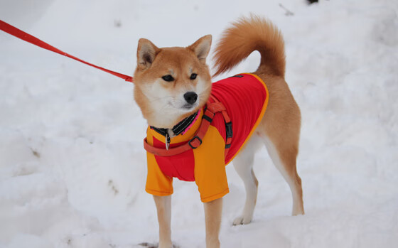决赛中场控制力决定胜负关键,从中场开始控制比赛节奏