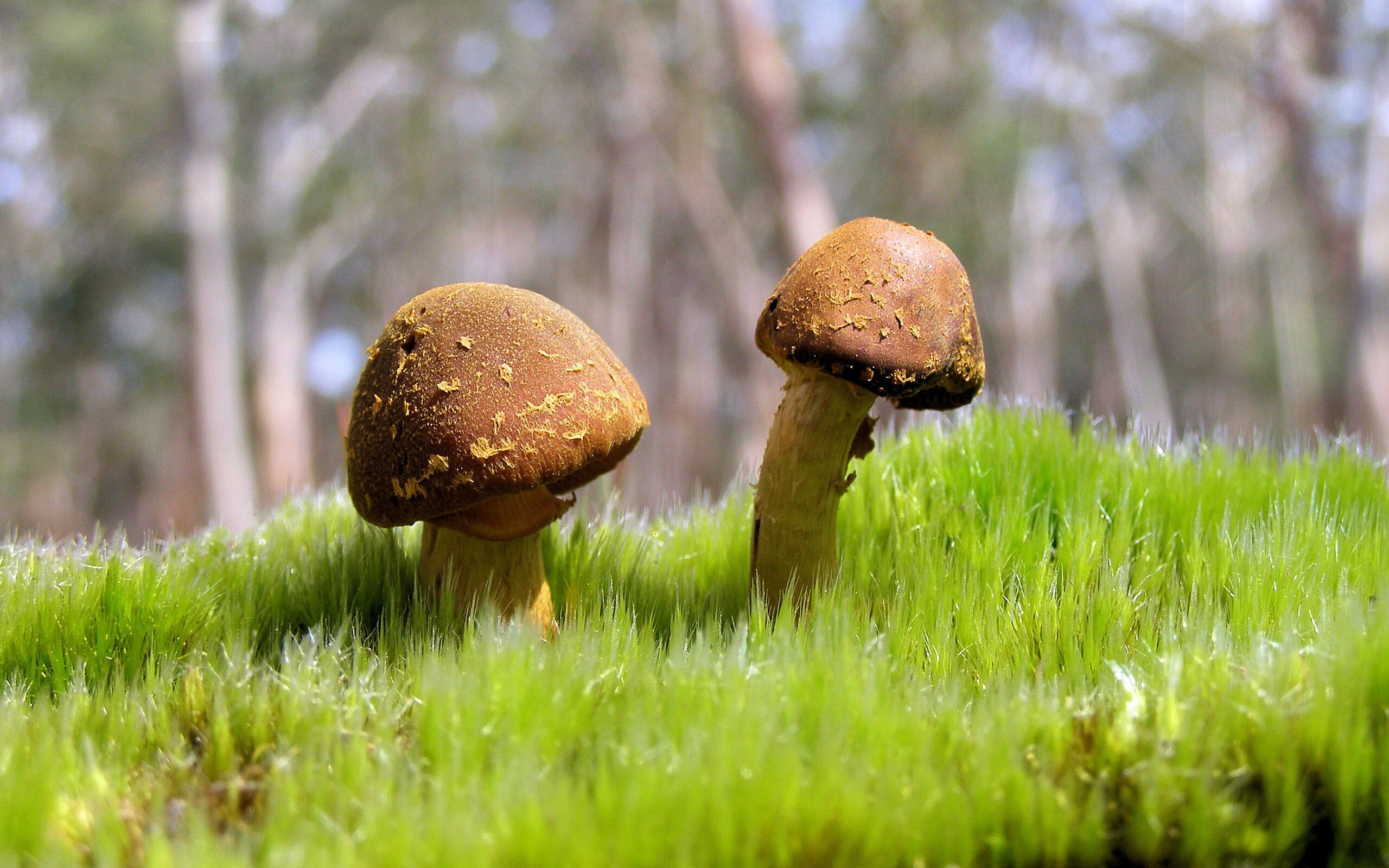 埃及队2024年表现:用韧性与团结挑战世界强队,埃及下一场比赛会赢吗