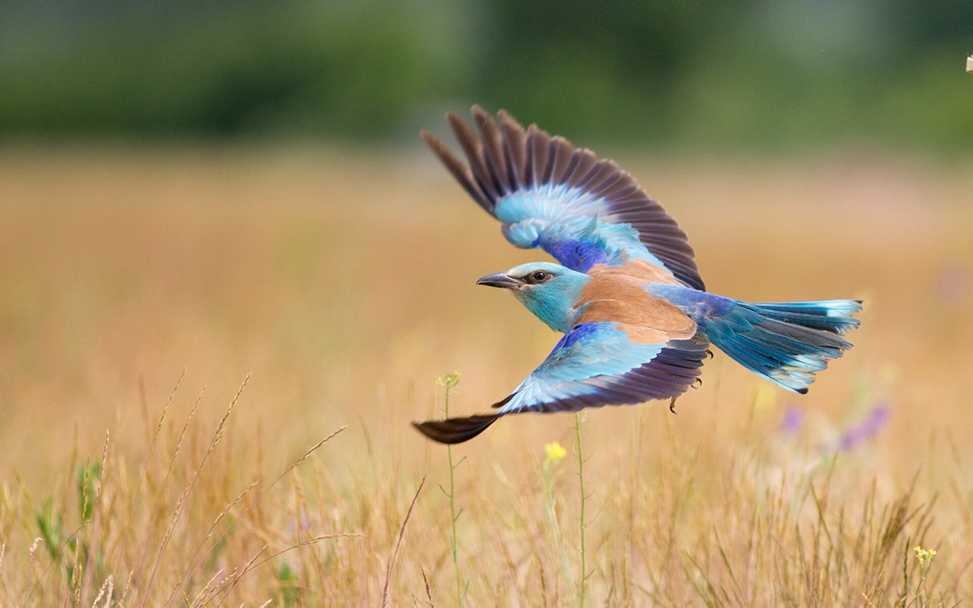 广东队防守端表现稳健有效限制对方攻势,广东队的打法