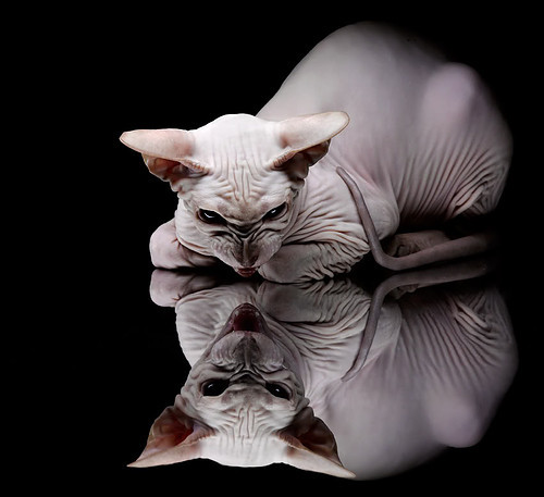 波兰队未来展望:如何通过调动团队动力增强赛场执行力,波兰队小组