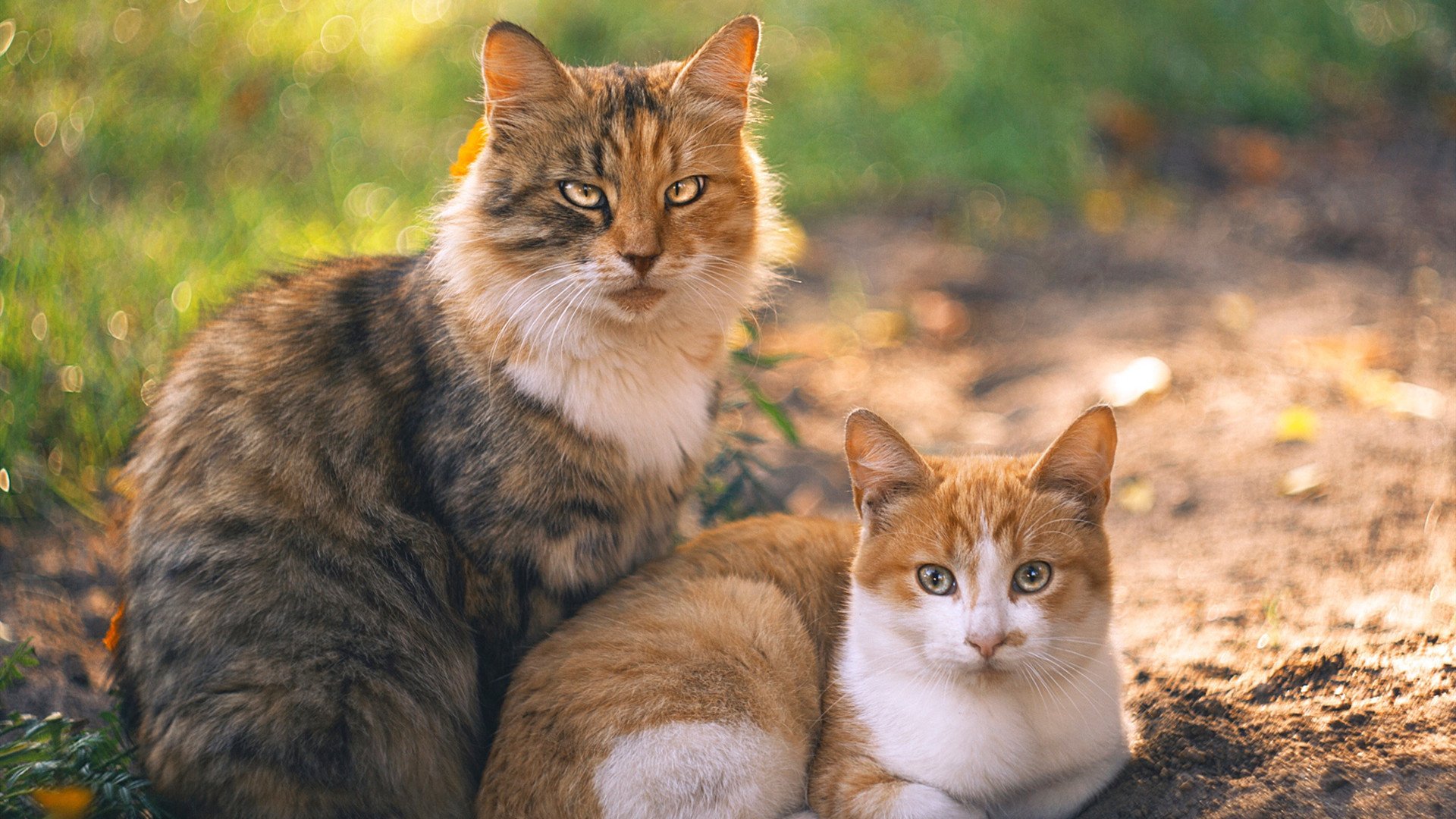 足球联赛品牌建设为何滞后,足球联赛命名