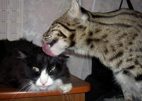 体育明星进校园活动受师生欢迎,体育明星为主题的海报