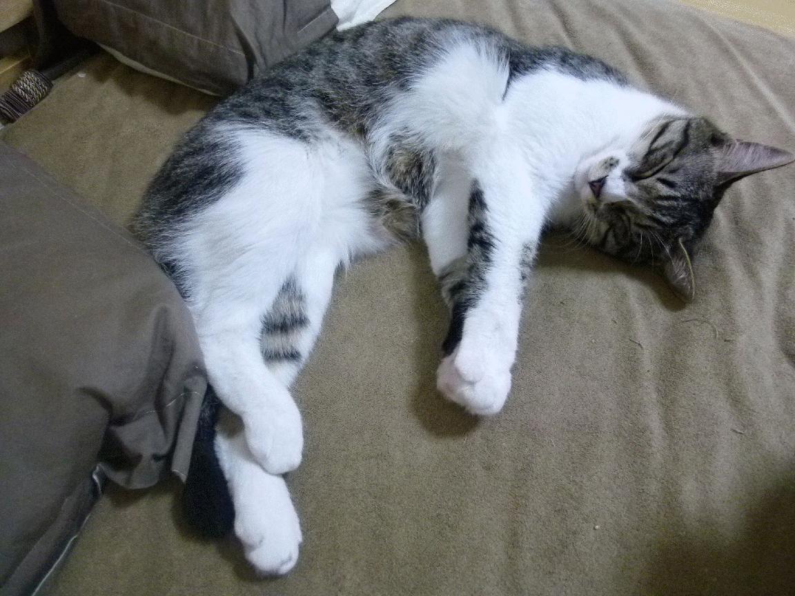 全球青少年足球培训项目不断扩大,培养未来足球巨星,青少年足球培训计划方案