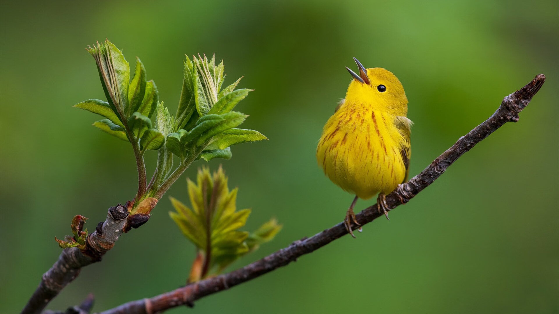 巴西足球文化深厚,青训体系迎来新突破