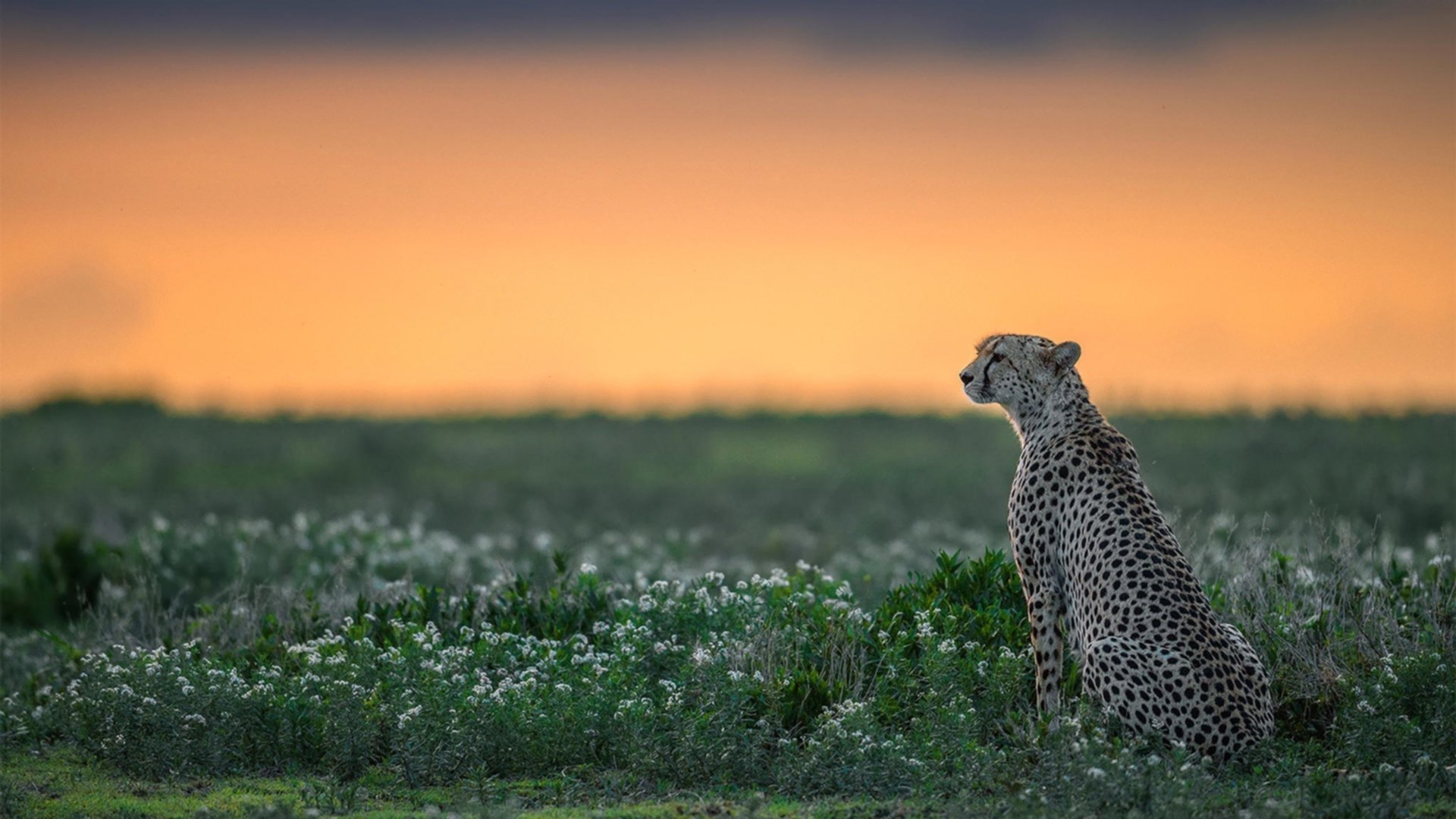 意甲超级配合:瞬间撕裂对手防线的绝技,意甲争议60秒