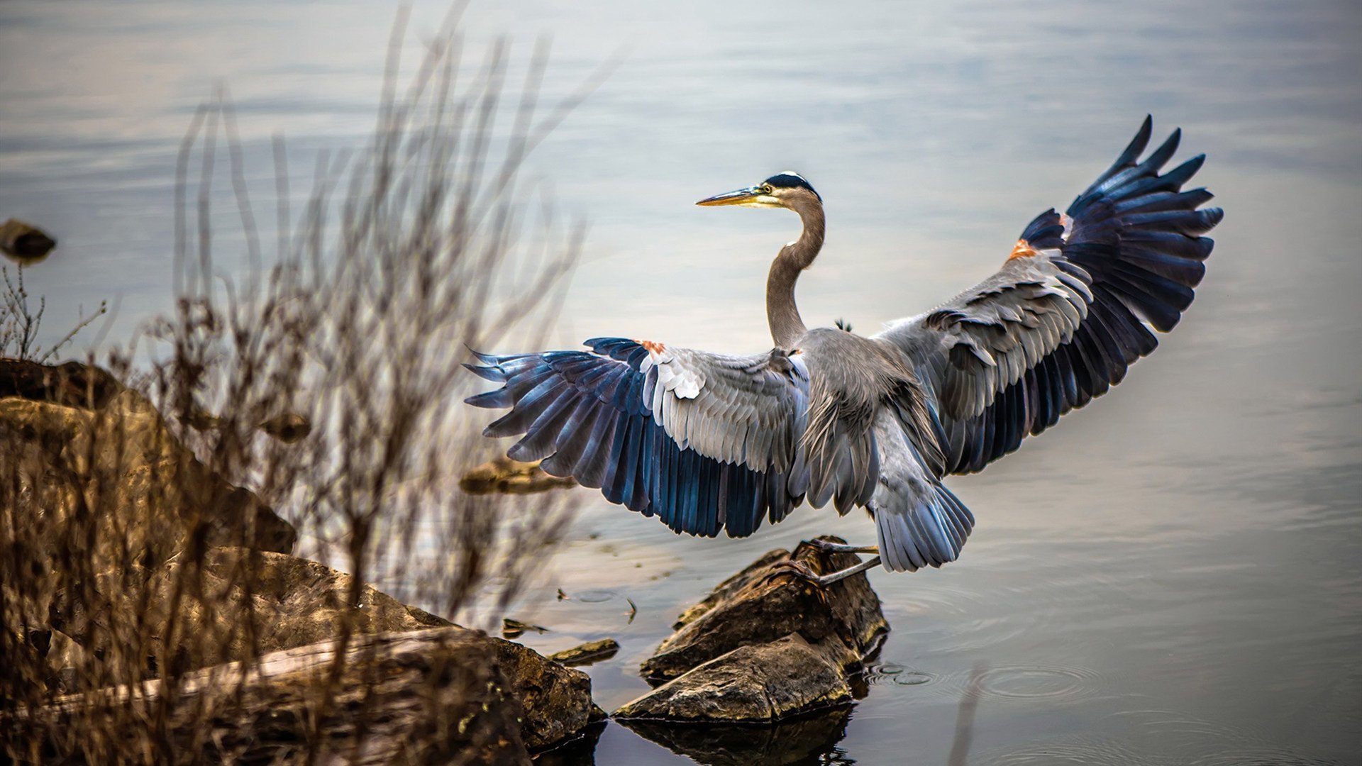 蛙泳选手划幅扩大,动作更流畅,蛙泳划手路线图
