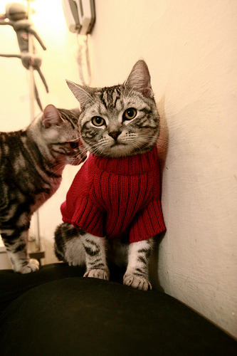 跳水技术全面吉尔吉斯斯坦稳步提升,吉尔吉斯斯坦河流